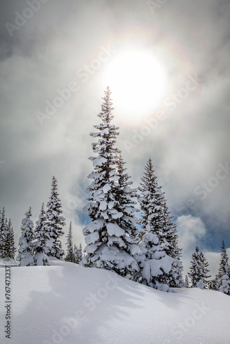 Snowy trees in winter in the mountains © peteleclerc