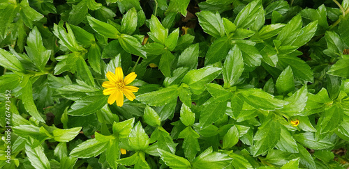 Fototapeta Naklejka Na Ścianę i Meble -  Beautiful yellow flower Indian Daisy or Indian summer or Rudbeckia hirta or Black-Eyed Susan