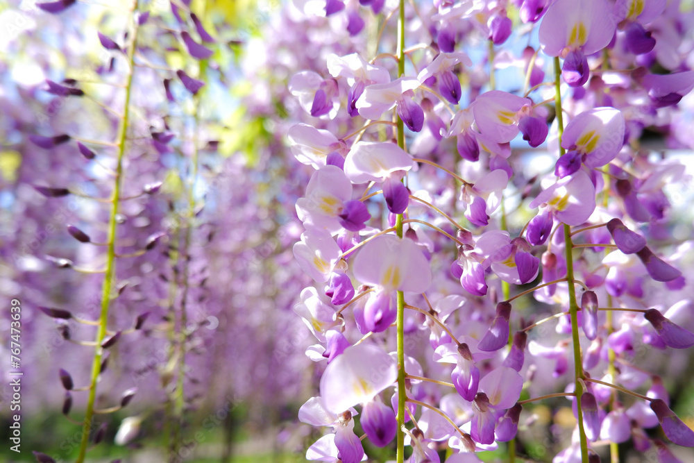 春の陽光を浴びる藤の花 春の陽光を浴びる藤の花
