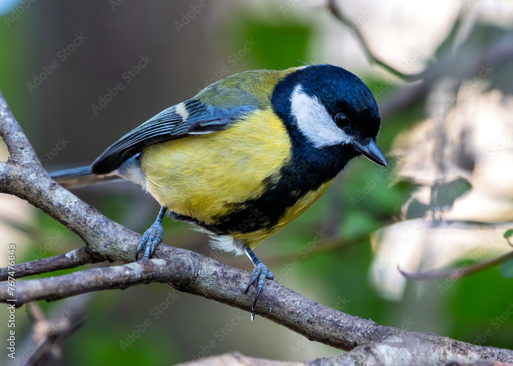 Obraz premium Great Tit (Parus major) - Widespread across Europe & Asia