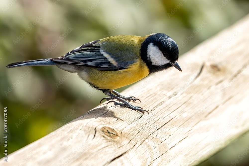 Fototapeta premium Great Tit (Parus major) - Widespread across Europe & Asia