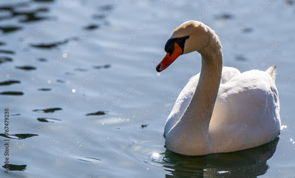 Obraz premium Lake Swan Winter