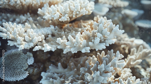 Close-up Images of Coral Reefs Undergoing Bleaching