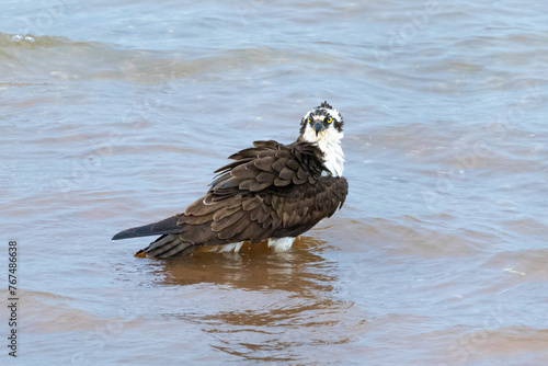 Osprey taking a bath on the lake shore at West Point Dam in Alabama.