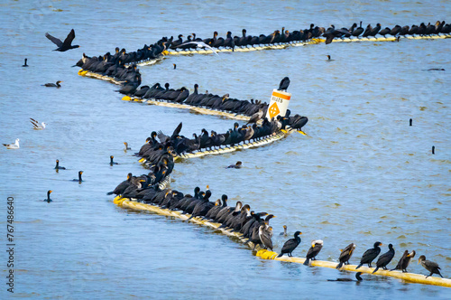 Flocks of Cormorants roosting on bouy lines at West Point Dam Overlook.