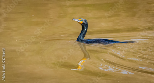Cormorant fishing in the river beneath West Point Dam Overlook in Alabama.