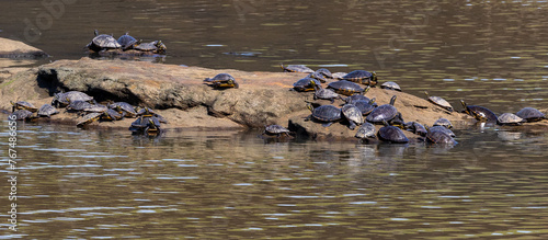 Red-eared sliders basking in the sun under the Dam at West Point Overlook in Alabama.