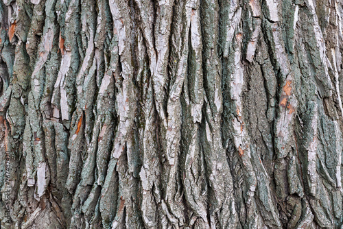 The bark of a tree is rough and textured