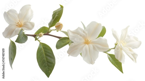 Jasmine flower isolated on white background. ,Generative ai,  © mangsi