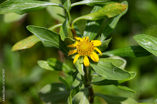 Borrichia frutescens or sea oxeye daisy flower in the wild.