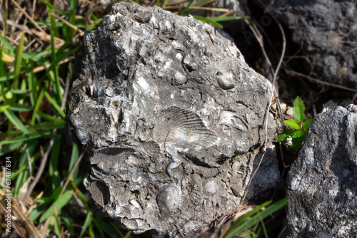 Fotografie A rock made up of shells and shell impressions.
