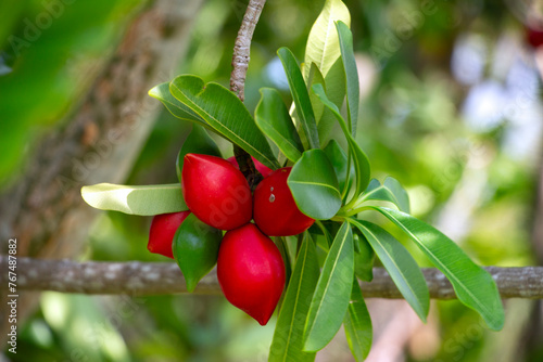 Miracle fruit on a Synsepalum dulcificum plant. photo