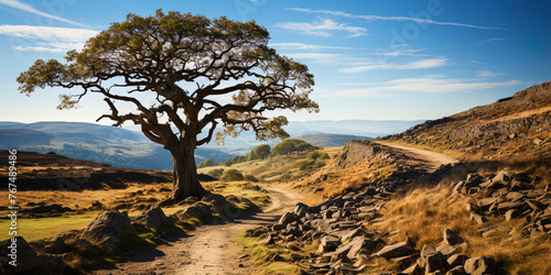 Ancient oak, with wilted leaves, like an old sage, having survived many photo