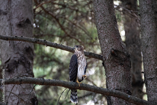 red tailed hawk standing in a tree with a leg in the air