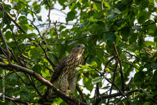 Tailed hawk looking at his prey