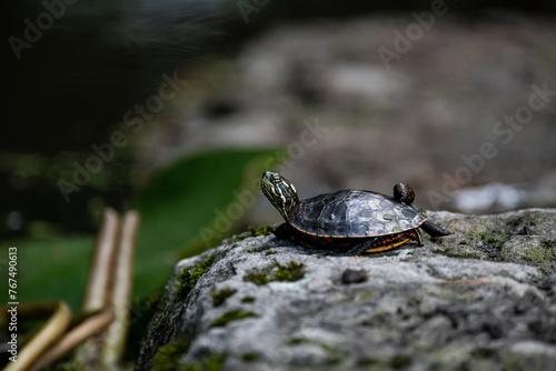 freshwater turtle standing on a rock with a snail
