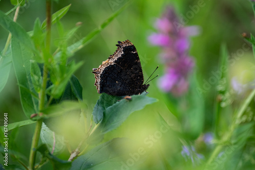 Black butterfly on grass