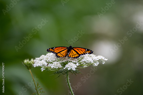monarch butterfly on a white flower