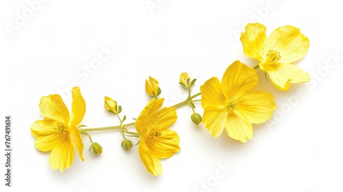 Mustard Flower blossom, Canola or Oilseed Rapeseed, close up , isolated on white background.  ,Generative ai, photo