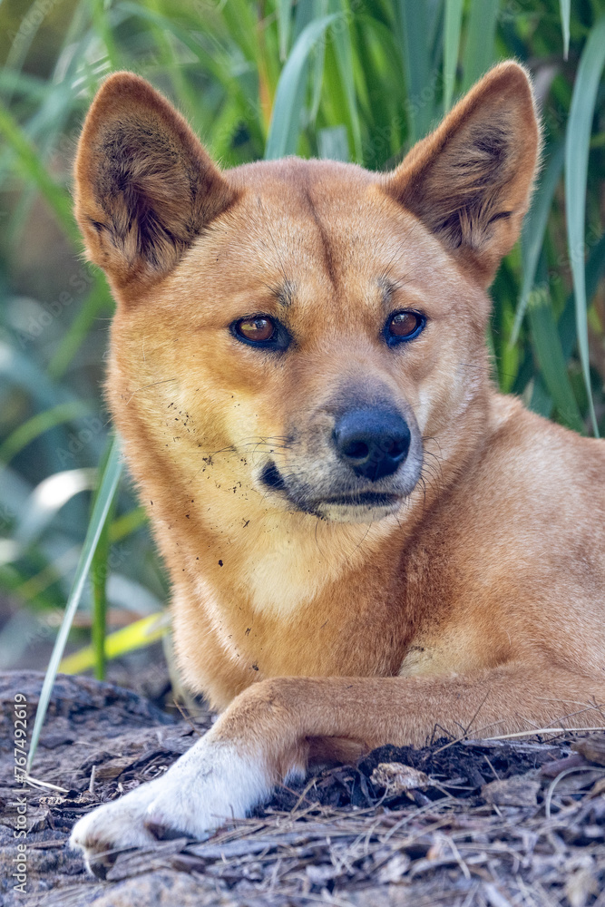 Captive Australian Dingo resting in shade Captive Australian Dingo resting in shade