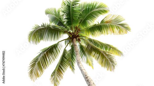 palm tree isolated , generative ai 