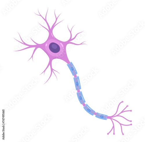 Illustration of neuron anatomy. Vector infographic (nerve cell axon and myelin sheath)	
