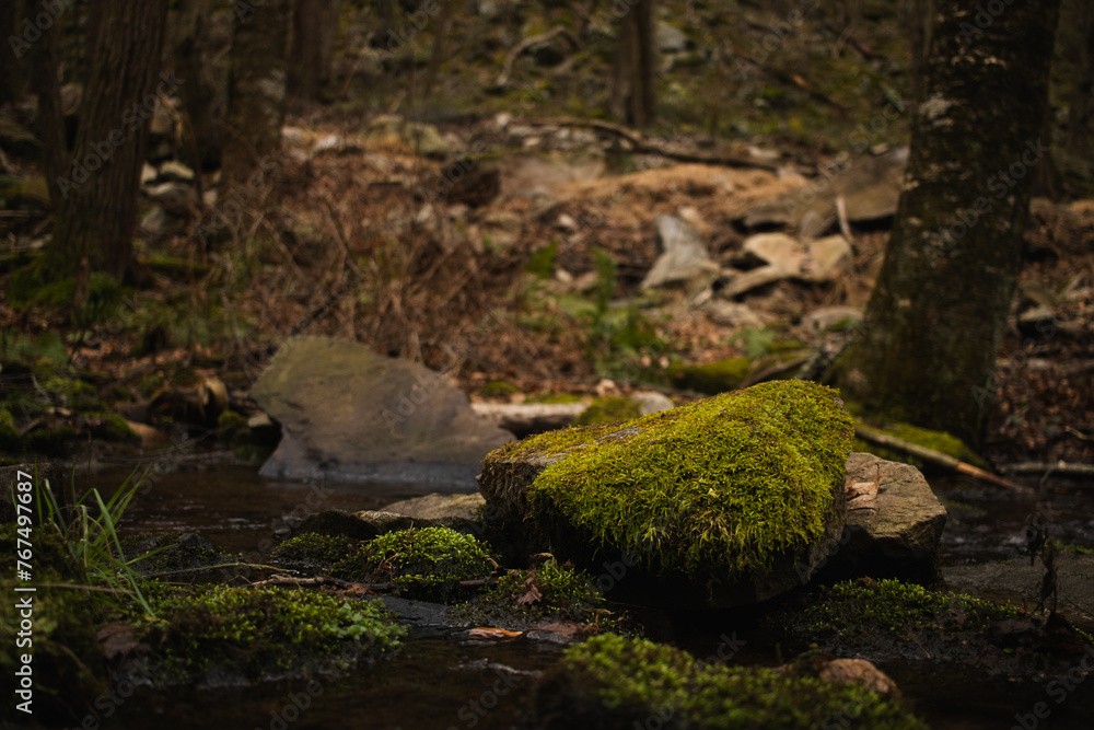Forest stream with mossy rocks in focus and trees in background Forest stream with mossy rocks in focus and trees in background