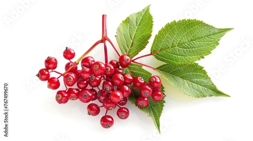 Red elderberry (Sambucus racemosa) on white background ,Generative ai,