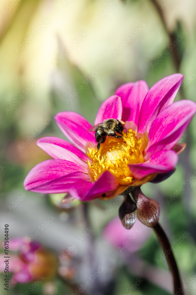 Dark pink dahlia flower and a bee Dark pink dahlia flower and a bee