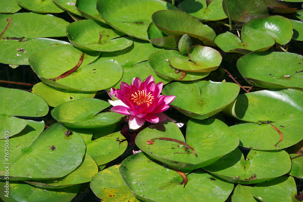 Beautiful single lotus waterlily flower Beautiful single lotus waterlily flower