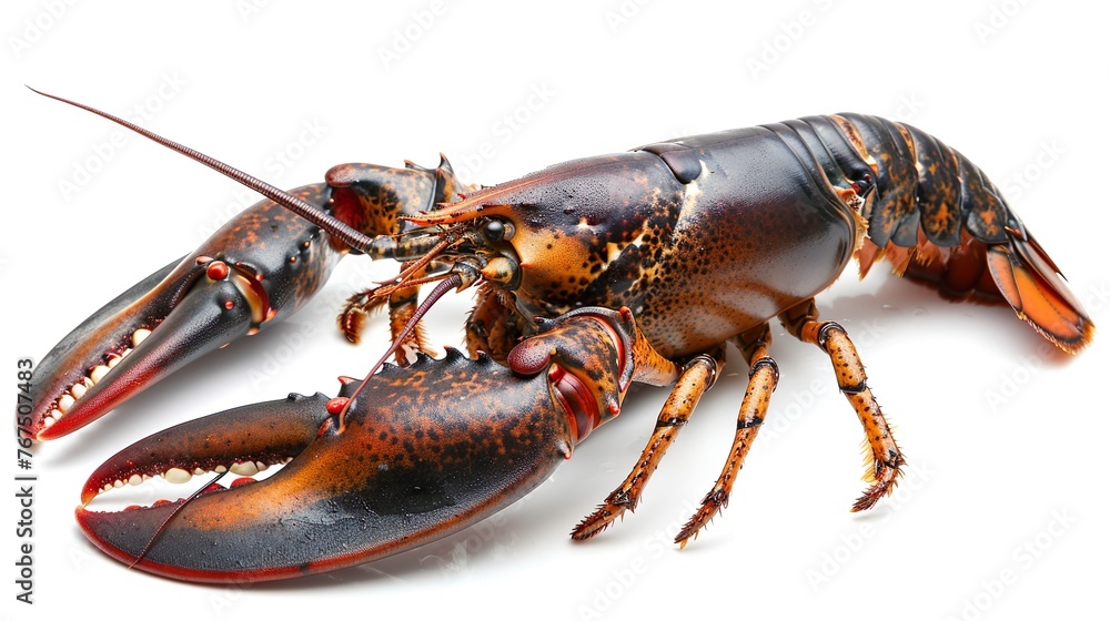 lobster isolated on white