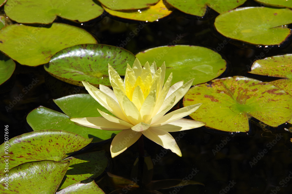 Beautiful single yellow lotus waterlily flower Beautiful single yellow lotus waterlily flower