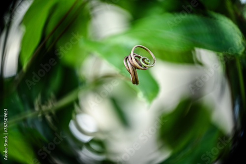 tendril, passion fruit tree, blurred background, panel, work of art, photographic panel, decorative screen, plant in the garden, close up of a plant, tendril
