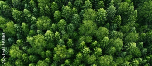 An aerial view of a dense forest with a variety of evergreen trees, shrubs, and groundcover creating a lush green landscape © AkuAku