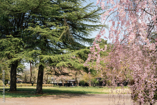 Spring of Kakunodate samurai residence street park in Akita, Japan photo