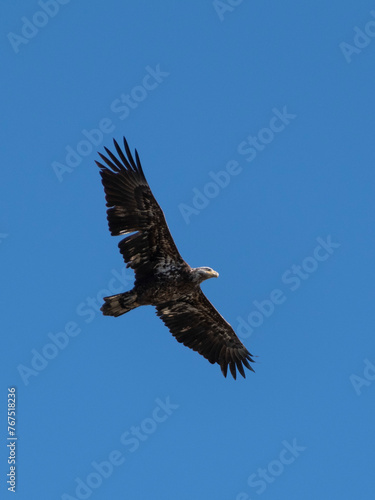 juvenile bald eagle (Haliaeetus leucocephalus) in flight