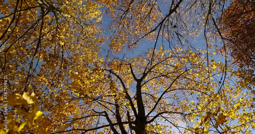 autumn park with colorful maple trees in sunny weather, beautiful yellow leaves on maples in the autumn season autumn park with colorful maple trees in sunny weather, beautiful yellow leaves on maples in the autumn season