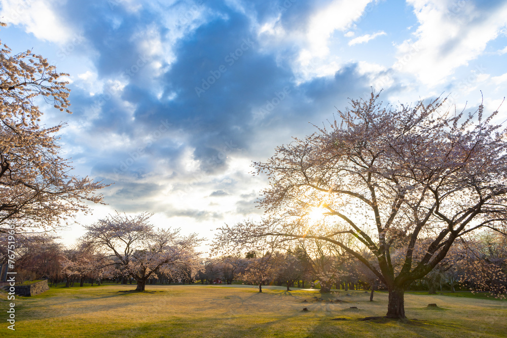 Fototapeta premium 北海道森町-早朝のオニウシ公園の桜-