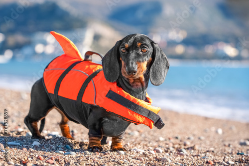 Dachshund dog in orange life vest with handle for safe swimming poses on pebble beach by sea Puppy in jacket is training, strengthening muscles , back, actively engaged in water sports in safe clothes