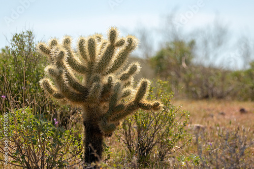 Sonoran Jumping Cholla cactus in the Salt River management area near Phoenix Arizona United States photo