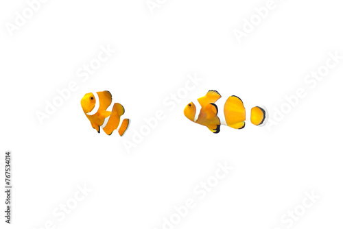 Close-up view of Ocellaris Clownfish fish isolated on a png file with transparent background.