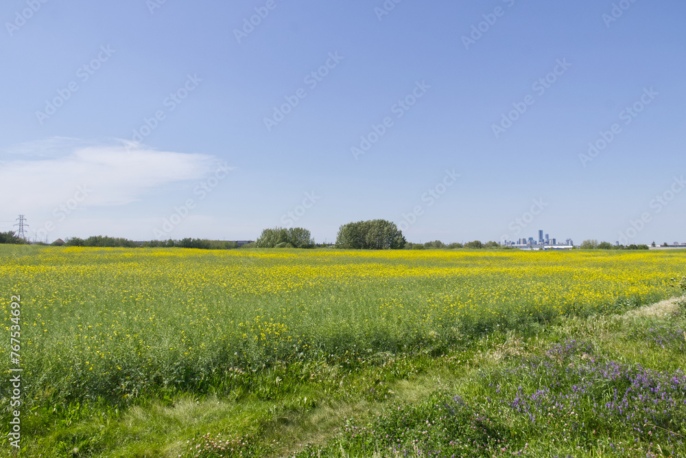 Canola Field in the Summer