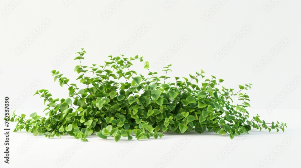 Obraz premium Creeping plants on a white background