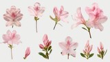 Azalea flower collection in soft pastel colors.