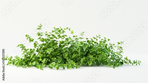 Creeping plants on a white background