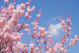 満開の春めき桜と青空 神奈川のお花見