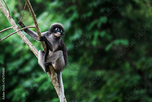 Trachypithecus obscurus monkey or lemurs, langur, ape, sitting on branch and is lonely, absentminded in forest. Kaeng Krachan National Park, Phetchaburi, Thailand. Leave free space for banner text.