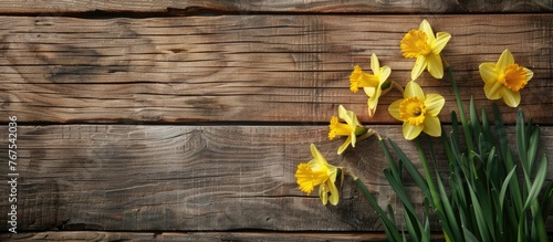 Daffodil blossoms on a wooden backdrop with space for text