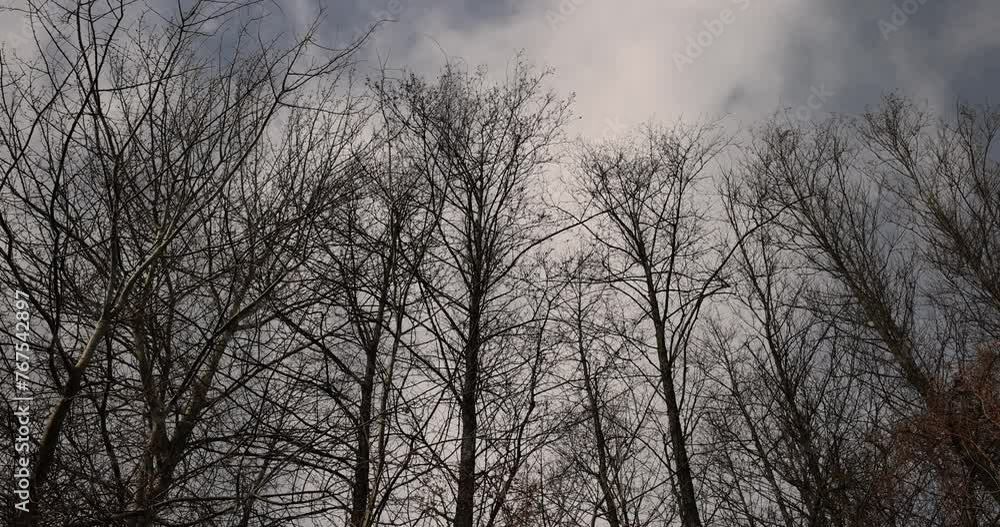 deciduous trees without foliage in winter, cloudy weather with strong winds in a mixed forest with leafless trees deciduous trees without foliage in winter, cloudy weather with strong winds in a mixed forest with leafless trees