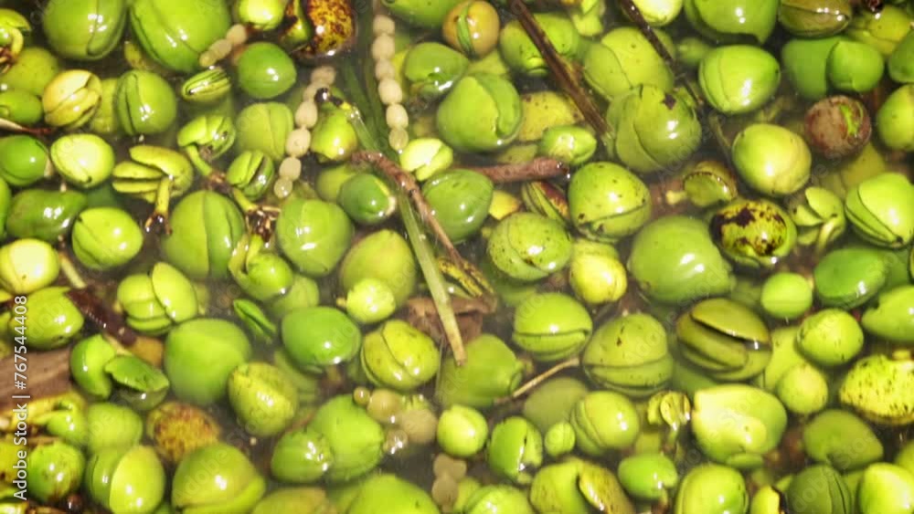 Thousands of mangrove seeds floating in the ocean Thousands of mangrove seeds floating in the ocean
